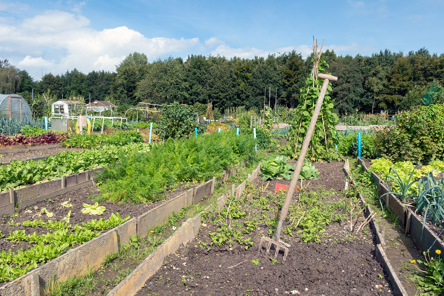 Allotments